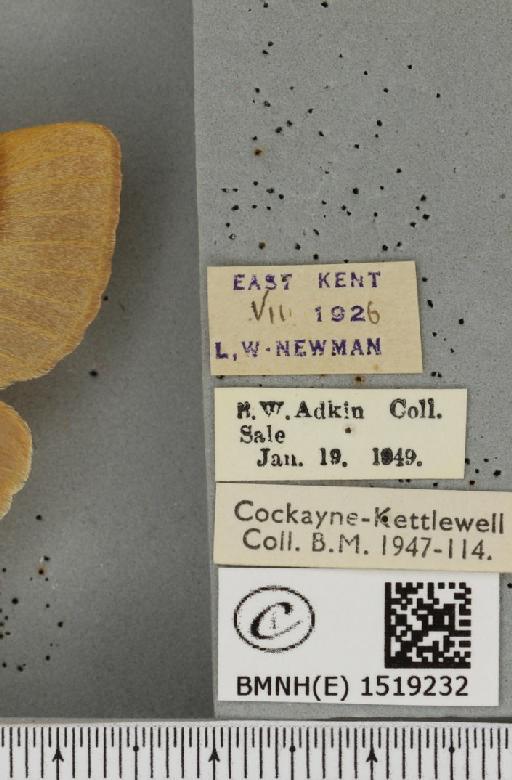 Lasiocampa trifolii flava Chalmers-Hunt, 1962 - BMNHE_1519232_label_192610