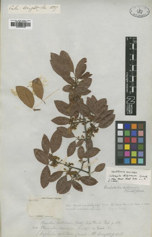 Pouteria dictyoneura subsp. fuertesii (Urb.) Cronq - BM000952485