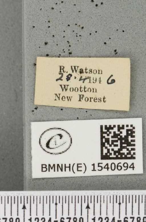 Cilix glaucata (Scopoli, 1763) - BMNHE_1540694_label_234643