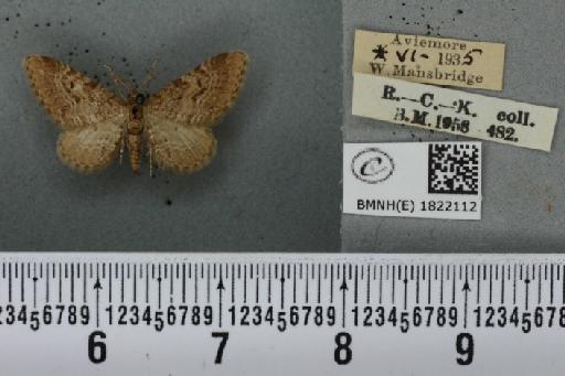 Eupithecia intricata intricata (Zetterstedt, 1839) - BMNHE_1822112_388844
