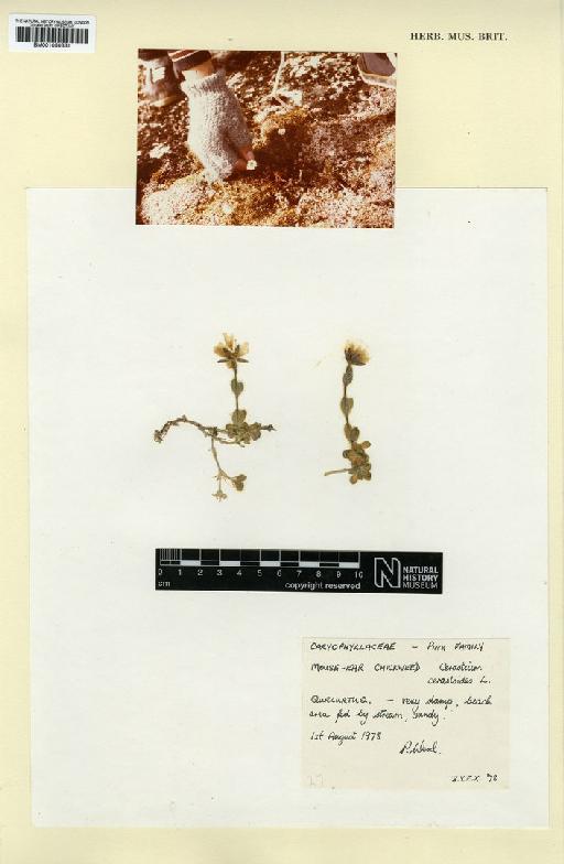 Cerastium cerastoides (L.) Britton - BM001050331