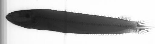 Channa rubora Britz et al., 2024 - 2023.4.12.11-15, PARATYPES, Channa nov.sp. Britz, 5, radiograph