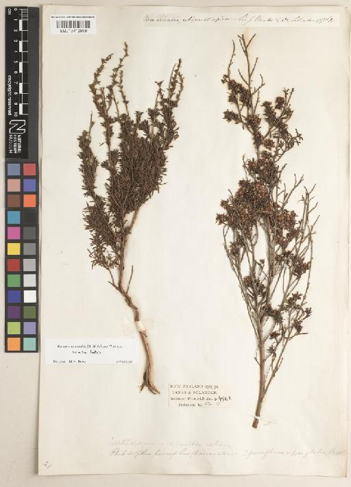 Leptospermum ericoides A.Rich. - BM013412968