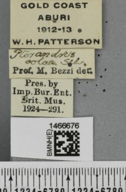 Ceratitis (Pterandrus) colae Silvestri, F, 1913 - BMNHE_1466676_label_41758