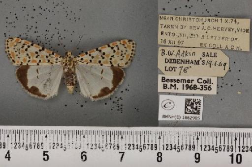 Utetheisa pulchella (Linnaeus, 1758) - BMNHE_1662905_283400