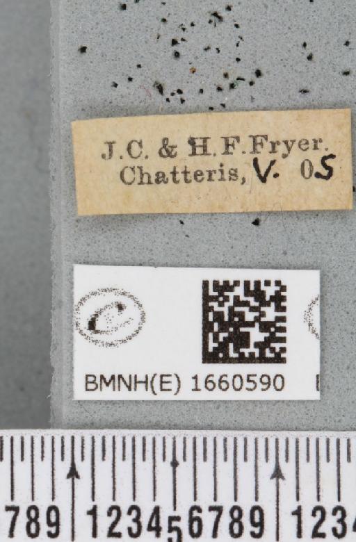 Cilix glaucata (Scopoli, 1763) - BMNHE_1660590_label_259782