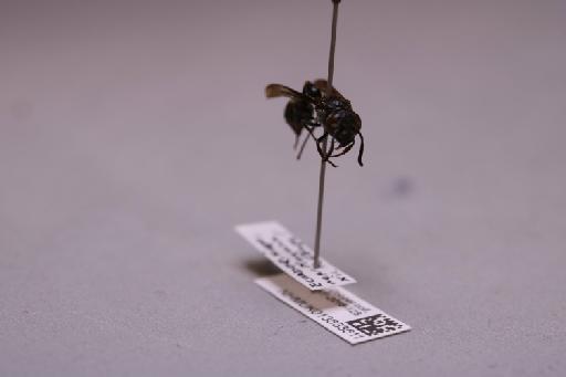 Zethus binodis binodis (Fabricius, 1793) - 013633611_additional_4
