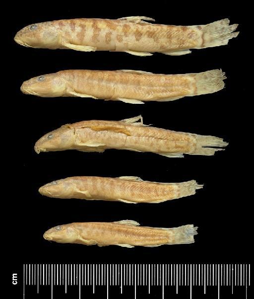 Noemacheilus ghazniensis Banarescu & Nalbant, 1966 - BMNH 1944.4.1.2-6, PARATYPES, Noemacheilus ghazniensis