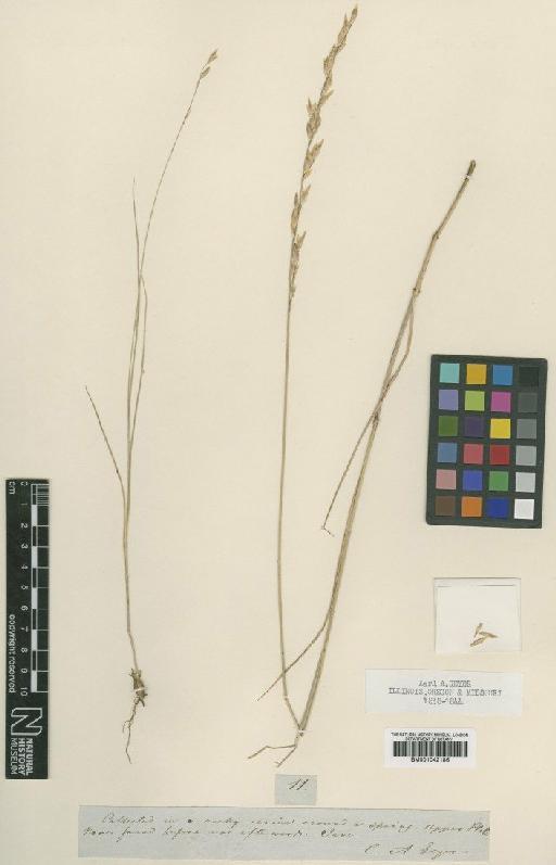 Melica bulbosa Geyer ex Porter & J.M.Coult. - BM001042186