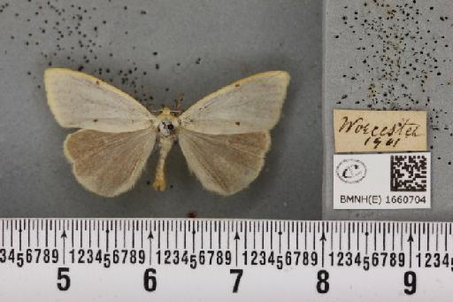 Cybosia mesomella (Linnaeus, 1758) - BMNHE_1660704_258214