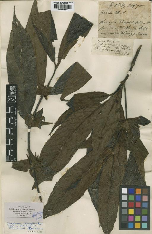 Lasianthus hirsutus (Roxb.) Merr. - BM000848508