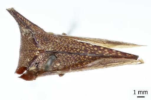 Membracis punctata - Membracis-punctata_dorsal