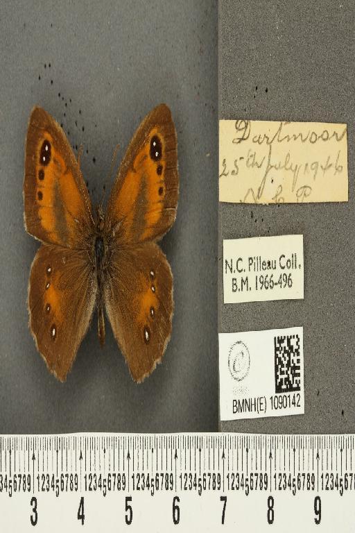 Pyronia tithonus britanniae ab. posttriexcessa Leeds, 1950 - BMNHE_1090142_435
