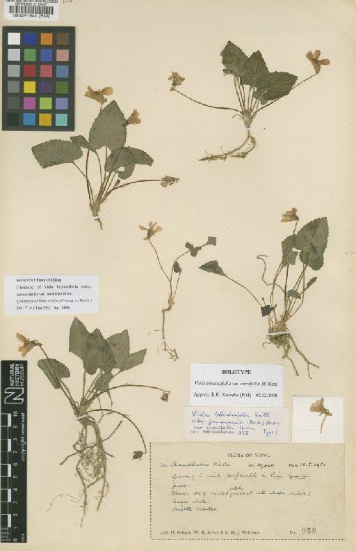Viola betonicifolia Sm. - BM000521641