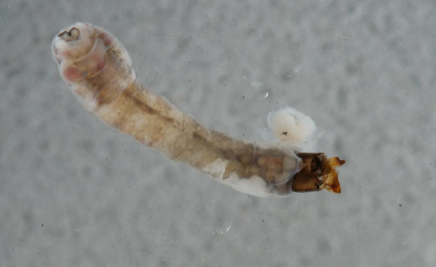 Simulium noelleri