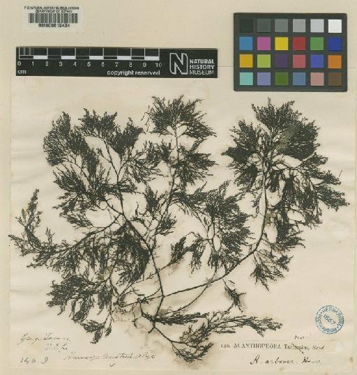 Chiracanthia arborea (Harv.) Falkenb. - BM000619434