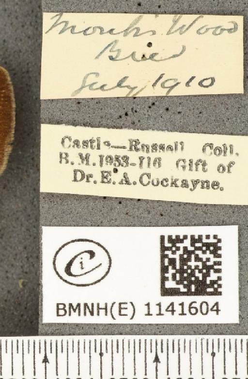 Satyrium pruni ab. excessa Tutt, 1907 - BMNHE_1141604_label_96143