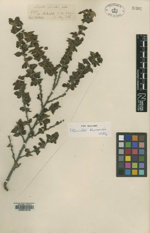 Cotoneaster khasiensis G.Klotz - BM000602239