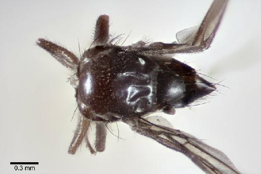 Agromyza fusca Spencer, 1963 - Agromyza fusca BMNHE 1238971 holotype thorax dorsal