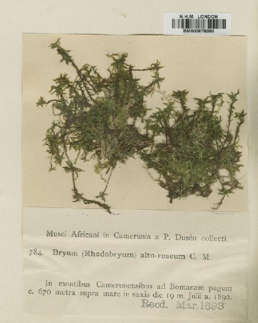 Rhodobryum altoroseum (Broth.) Paris - BM000878390