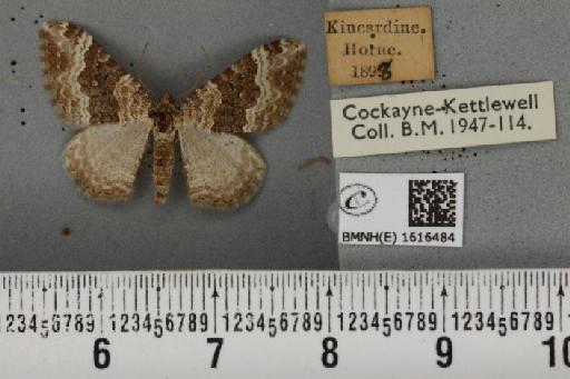 Epirrhoe galiata ab. brunneata Kitt, 1925 - BMNHE_1616484_316896