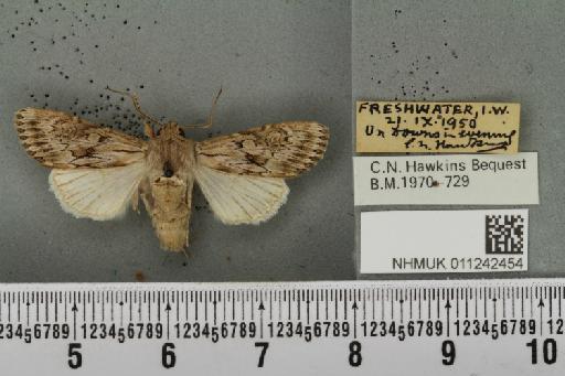 Aporophyla australis pascuea (Humphreys & Westwood, 1843) - NHMUK_011242454_643570