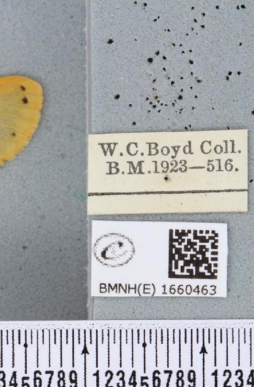 Setina irrorella (Linnaeus, 1758) - BMNHE_1660463_label_258899