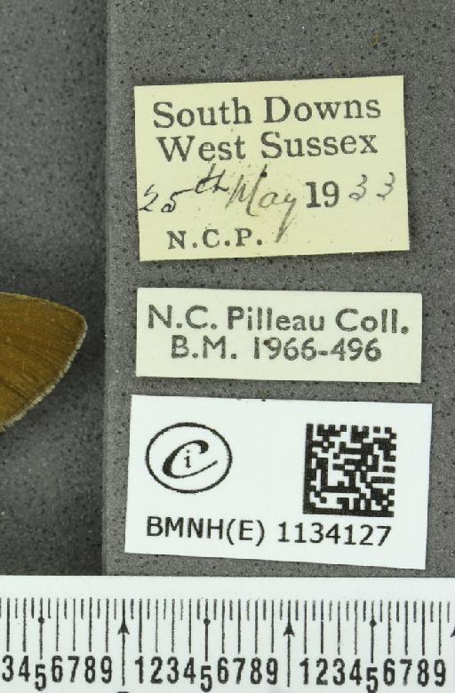 Callophrys rubi rubi (Linnaeus, 1758) - BMNHE_1134127_label_97811