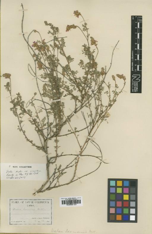 Dalea bicolor var. orcuttiana Barneby - BM000931508