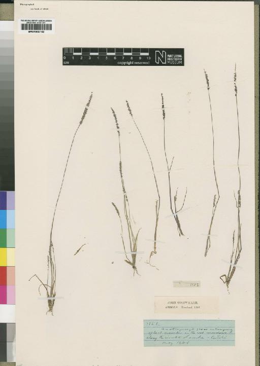 Sacciolepis huillensis (Rendle) Stapf - BM000923162