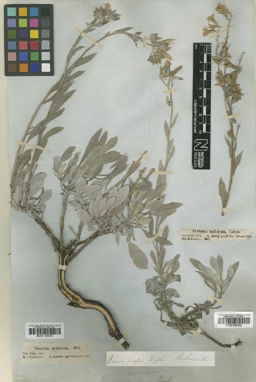 Onosma sericea Willd. - BM001050255