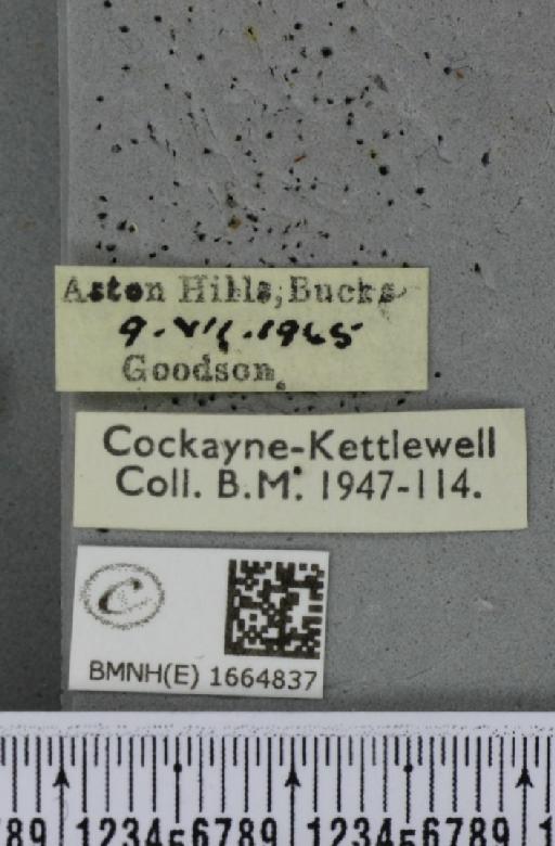 Eilema complana (Linnaeus, 1758) - BMNHE_1664837_label_288627