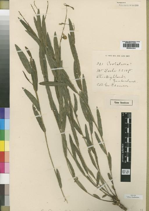 Crotalaria adamsonii Baker f. - BM000843545