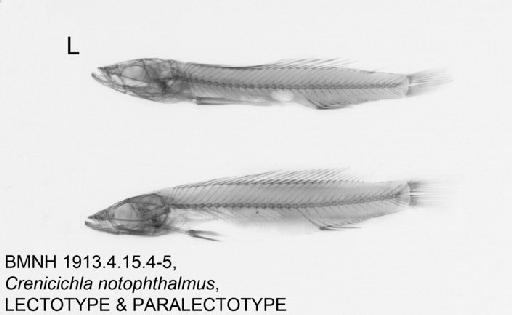 Crenicichla notophthalmus Regan, 1913 - BMNH 1913.4.15.4-5, LECTOTYPE & PARALECTOTYPE, Crenicichla notophthalmus