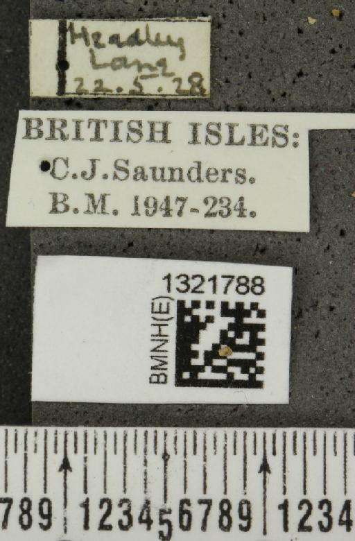 Epitrix atropae Foudras, 1861 - BMNHE_1321788_label_11730