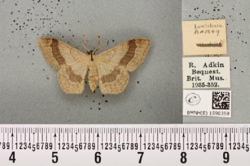 Idaea aversata ab. lividata Clerck, 1759 - BMNHE_1590359_267022