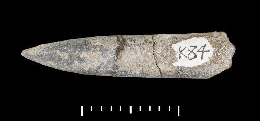 Parapassaloteuthis zieteni (Mayer-Eymar, 1884) - PI CC 1111 - belemnite