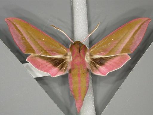 Deilephila elpenor (Linnaeus, 1758) - Dorsal habitus