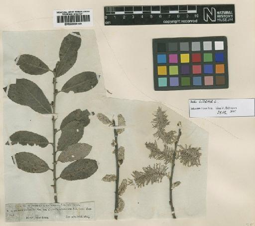 Salix cinerea L. - BM000909409