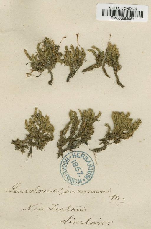 Dicnemoloma pallidum (Hook.) Wijk & Margad. - BM000965951