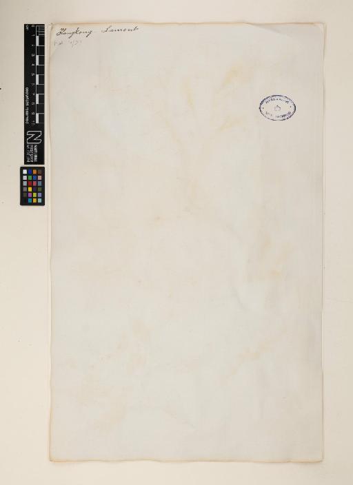 Dalrympelea arguta (Lindl.) Simmons - 014135451_back