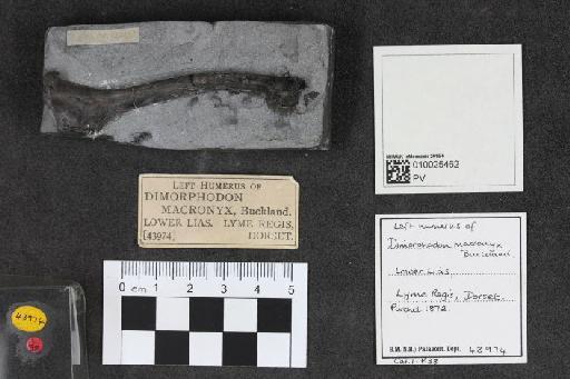 Dimorphodon macronyx (Buckland, 1829) - 010025462_L010092569