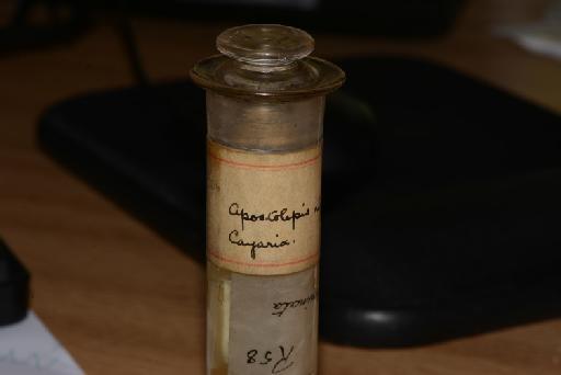 Apostolepis nigroterminata Boulenger, 1896 - DSC_4520  Apostolepis nigroterminata 1946.1.9.77 type.JPG