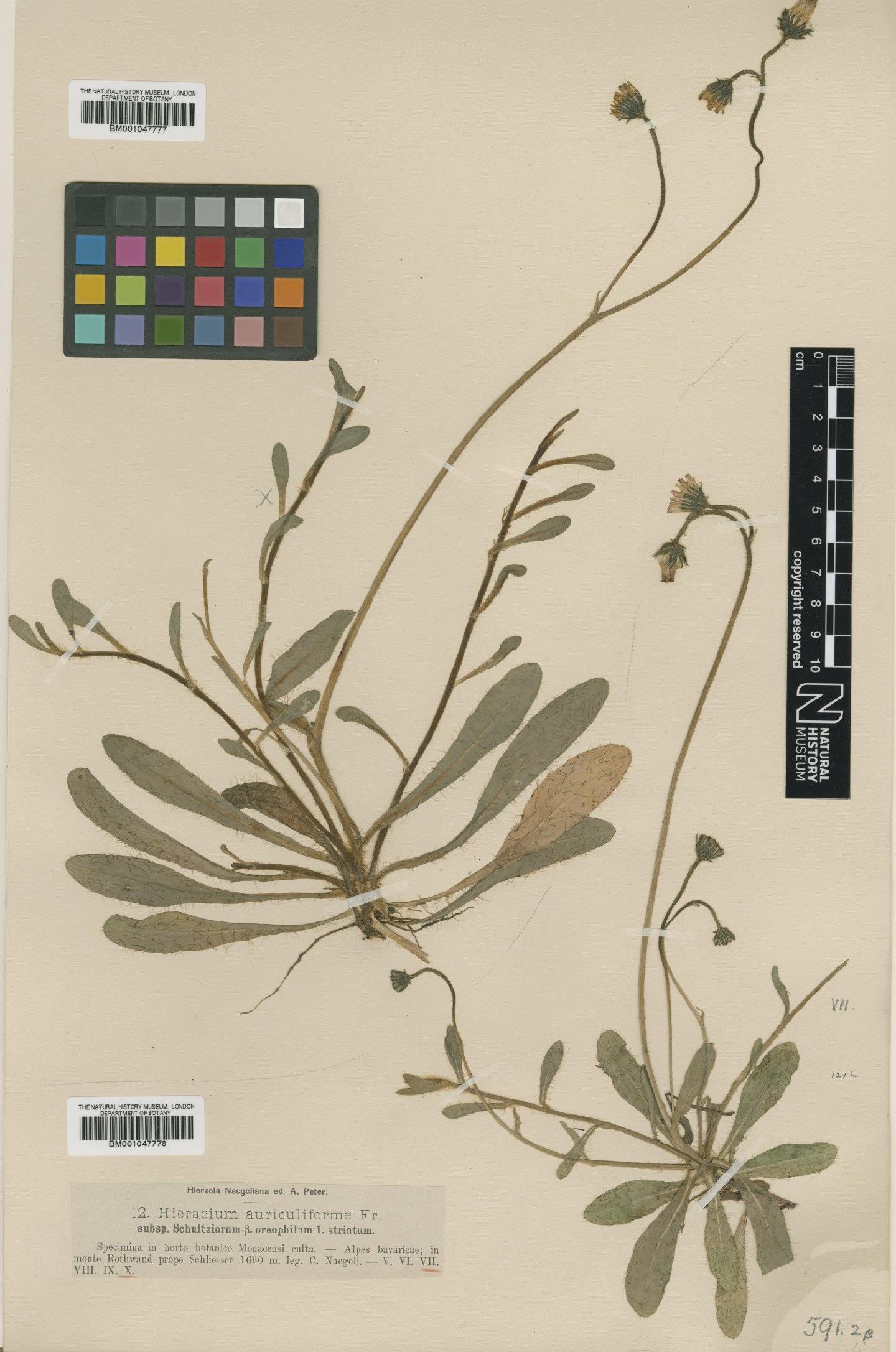 To NHMUK collection (Hieracium schultesii subsp. schultziorum Nägeli & Peter; NHMUK:ecatalogue:2815629)