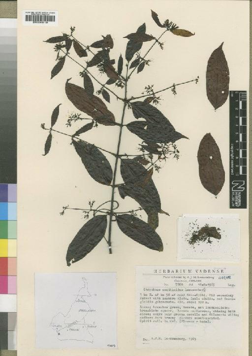 Strychnos canthioides Leeuwenb - BM000930169
