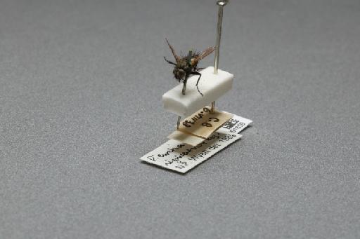 Sarcophaga (Myorhina) nigriventris Meigen, 1826 - 015091859_additional_3