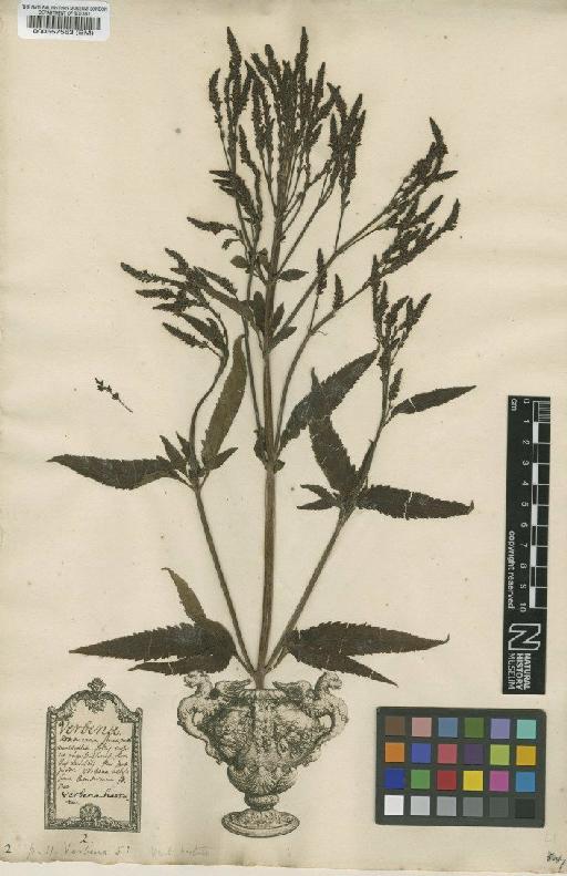 Verbena L. - BM000557563