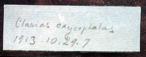 Clarias oxycephalus Boulenger, 1913 - 1913.10.29.7; Clarias oxycephalus; image of jar label; ACSI project image