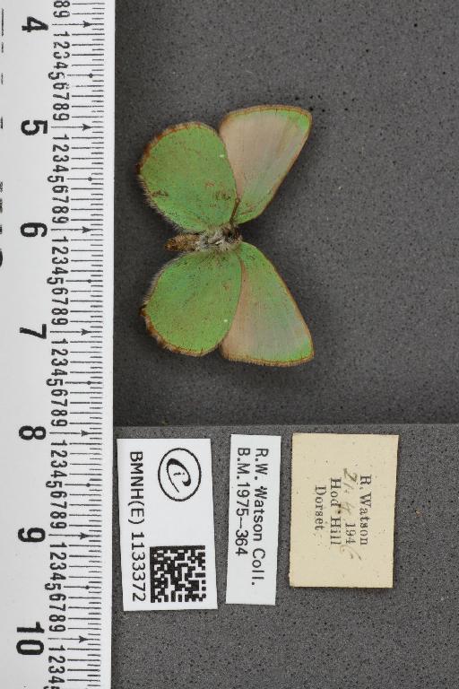 Callophrys rubi ab. inferopunctata Tutt, 1907 - BMNHE_1133372_97455