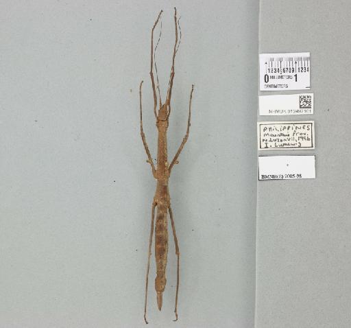 Manduria halconensis Hennemann & Conle, 1997 - 012497101_72638_87205
